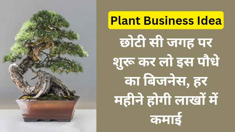 Bonsai Tree Business Idea in Hindi